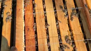Vorbereitung zur Überwinterung (Home-Hive), Einsatz der Leerrähmchen, Ausbuchtungen vermeiden