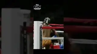 Say Cheese Shawn Cotton KO'd By Sauce Winning 👀🥊