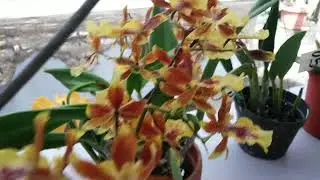 Psychopsis Mariposa - Oncidium Sharry baby & Oncidesa Hwuluduen Chameleon