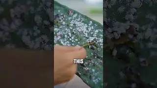 The Bugs You&rsquo;ve Been Eating Without Knowing 🤯