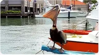 Weird and Freaky Pelican | Alien Bird Attacks!