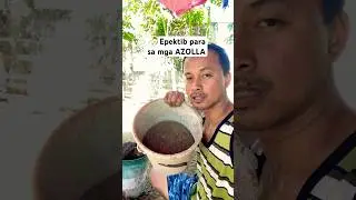 Epektib sa AZOLLA. #buhayprobinsya #farmlife #azolla