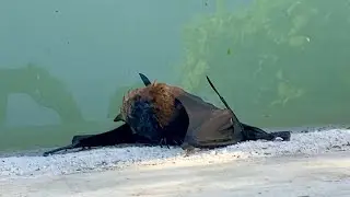 Rescuing a flying-fox in a flooded building site:  this is  Billabong