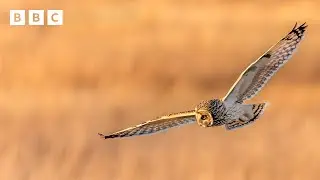 🔴 LIVE wildlife cameras 🦊 22 January ❄️ BBC Winterwatch 2025