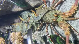 Diving under the sea to catch eels, crabs and sea cucumbers | Part 154-1