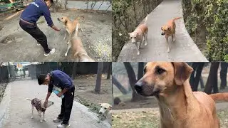 My Dogs gets Excited in Morning 🐶☀️ | Street Dogs&rsquo; Unexpected Reaction 😱 | Daily Vlog #280