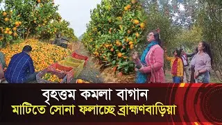 কমলা চাষে বিপ্লব ঘটাচ্ছে ব্রাহ্মণবাড়িয়া !! দেশের মাটিতে ভিনদেশী ফল !! Orange farm - Brahmanbaria