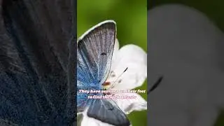 Insects | Wonders of the Wild & Beyond