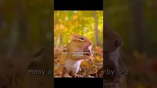 Wait for the Cheeks... 🐹💥 #FunnyAnimals