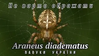 Павук: Хрестовик || Чи варто його боятися? || Павуки України #павук #природаукраїни