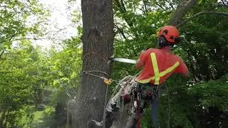 Backyard Tree Removal, Peterborough Ontario