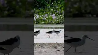Black Winged Stilt  . Short video 4K-UHD Birds Photography | Wildlife Animals