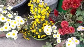 गुलदाऊदी में ज्यादा फूल पाने का सीक्रेट राज इसतरह करेंगे तो भरभर के फूल..#maacreativekitchengarden 