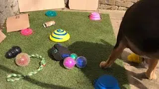How to make your dogs happy - English bull terriers say Happy Easter 🐣