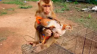 Soo rescued chicken from cage