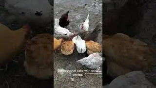Chickens love Addy&rsquo;s Greek yogurt pie with grain on top. #chickens #farmlife #montana