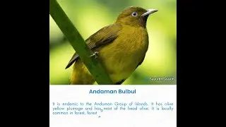 Andaman Endemic Birds.mp4
