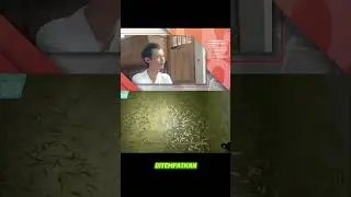 Langkah Awal Pemijahan Indukan Ikan Gabus yang Efektif & Alami | Panduan Lengkap Pemula
