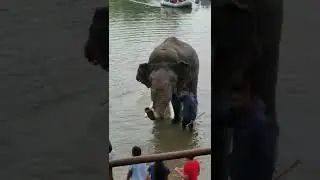 Elephant spraying water at Dubare camp @seeyousoon