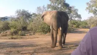 Elephant Standoff