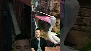 Australian Pelican: The Bird with the Largest Beak in the World!
