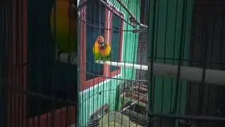 Couple Lovebird #shorts #lovebird #couple #viral #pyp