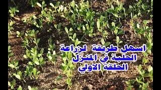 زراعة الحلبة في نظام الأحواض في المنزل الحلقة الاولي زراعة اورجانيك