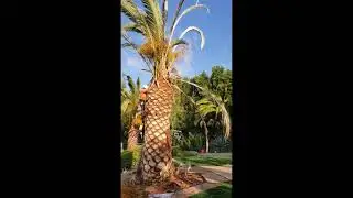Palm Tree Removal 🌴