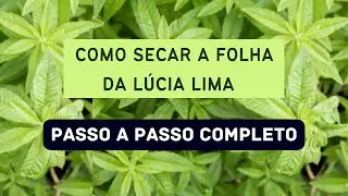 Como secar a FOLHA DA L&Uacute;CIA LIMA. Passo a passo completo.