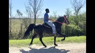 Gaited Mare currently in training (Rosharon, Tx)