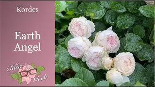 🌹 Parfuma&reg; Earth Angel // Scentables&trade; // Fragrant Kordes Rose / Christiana / KORgeowim