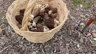 Morchella elata