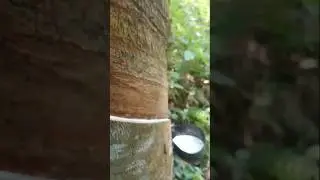 Rubbar tree tapping#shortsfeed #justiceforzubeengarg #short #songviral