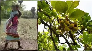 Mahua fruit collect // A unique tribal village food_India