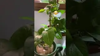 Satisfying popular houseplant #youtubeshorts #satisfying #howto #houseplantlover #goldenpothos