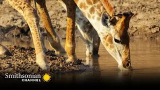 How Do You Count All the Wild Animals on a Wild Game Reserve? | Smithsonian Channel