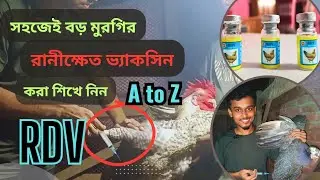 রানিক্ষেত ভ্যাকসিন দেওয়ার নিয়ম || RDV Vaccine || বড় মুরগি ভ্যাকসিন দেওয়ার সঠিক নিয়ম || Bird's Agro
