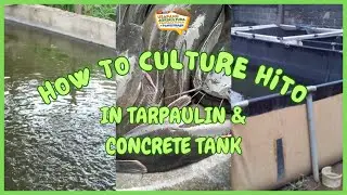 How to Culture Hito in Tarpaulin & Concrete Tank