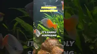 Boesemans Rainbowfish Complete Care Guide Aquarium Tropicalfish Tank Boesemani
