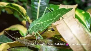 Jungle Orchestrations: Indonesia's Noisy Insect Concert