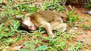 OMG! Super Cry Hard,Quinton Become the Spoiled Baby Monkey, Mom Hit & Bit Seriously,Cry Seizures