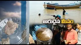 Cheera Meenu Fish | Found Exclusively In The Godavari Region