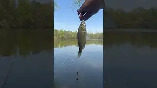 PESCA 🎣 🐠🐠PESCA #PERCH#PENBERTON,NJ