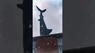 Shark House