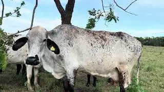 Vacas e novilhas a vendas acima 30uni 8 mil  para escolher 12 mil acima 5