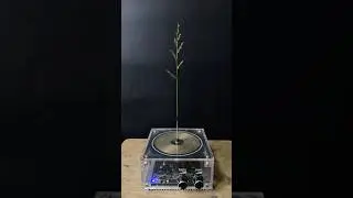 Tesla coil + Plants Part 2