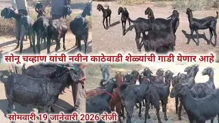 सोनू चव्हाण यांची नवीन काठेवाडी शेळ्यांची गाडी येणार आहे सोमवारी 19 जानेवारी 2026 रोजी