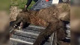 Top 10 Real Cynocephaly/Dog man/Werewolf/Anubis sightings proof they are the same cave creature