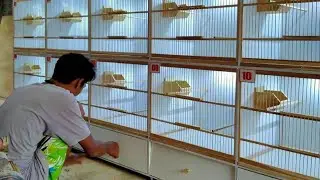 Pembuatan Kandang Ternak Burung Box terbaru