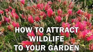 How to attract wildlife to your garden